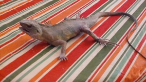 When my real iguana died, my daughter gave me this realistic-looking plastic one. 